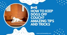 a dog sitting on a couch with the words how to keep dogs off couch? amazing tips and tricks