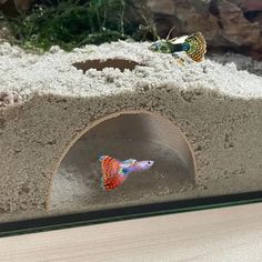 two colorful fish in an aquarium with sand and rocks behind them, one is looking at the other