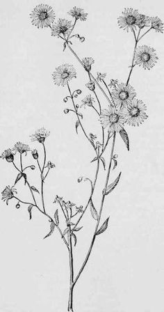 a drawing of some flowers on a white background