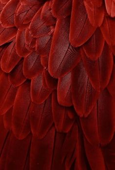 the back side of a red parrot's feathers