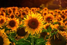 a large field of sunflowers in the sunlight