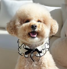 a poodle wearing a bow tie sitting on a couch