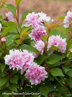 pink and white flowers blooming on the bush in front of a dirt ground area