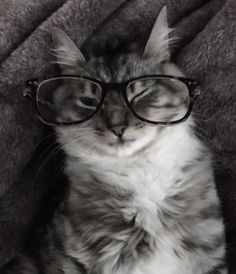 a grey and white cat wearing glasses on top of a gray blanket with its eyes closed