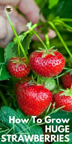 strawberries growing on the plant with text overlay how to grow huge strawberries