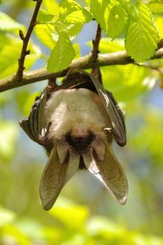 a bat hanging upside down on a tree branch