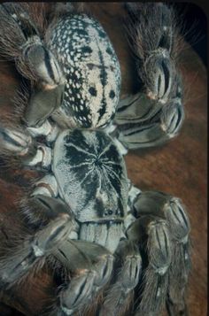 a close up of a spider on a wooden surface with it's legs spread out