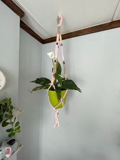 a potted plant hanging from a rope in a room with white walls and wood trimming