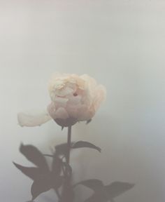 a single white flower is shown in the fog