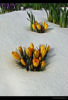 some yellow and purple flowers in the snow