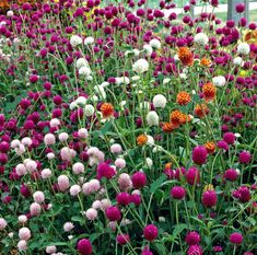 many different colored flowers in a garden