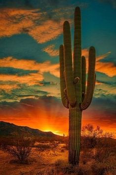 a large cactus in the desert at sunset