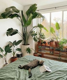 a cat laying on top of a green bed next to a large potted plant