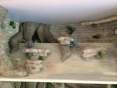 Bearded Dragon Tank Setup, Diy Bearded Dragon Enclosure, Bearded Dragon Vivarium, Bearded Dragon Terrarium Ideas, Lizard Terrarium