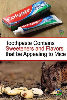 toothpaste contains sweeteners and flavors that be appealing to mice