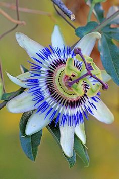 a blue and white flower with green leaves