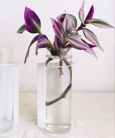 two clear vases with purple flowers in them