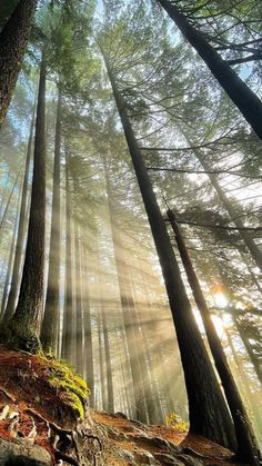 sunlight shining through the trees in a forest