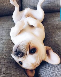 a dog is laying on its back on the couch with it's legs spread out