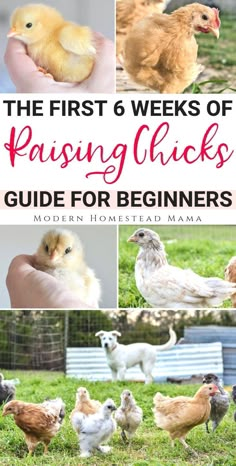 the first 6 weeks of raising chickens guide for beginners