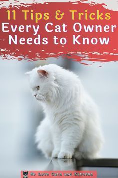 a white cat sitting on top of a table with the title 11 tips and tricks every cat owner needs to know