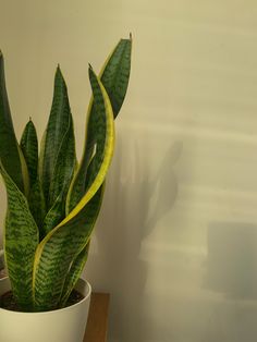 Snake plant photo in an afternoon lighting with a white wall as a background Snake Plant Aesthetic, Indoor Plant Aesthetic, Peyton Core, Plant Aesthetics, Artificial Cherry Blossom Tree, Flower Graphic Design, Hanging Plants Indoor, Cherry Blossom Tree