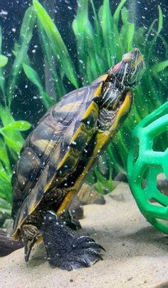 a turtle sitting on top of a green ball in an aquarium