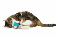 a cat playing with a stuffed animal toy