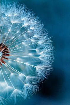 a dandelion is shown in this close up photo