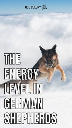 Are German Shepherds high-energy dog breed? GSD Colony Dog Personality