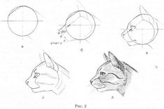 the steps to draw a cat's head