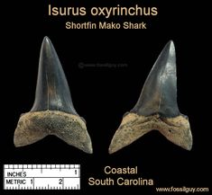 an image of two different types of shark teeth