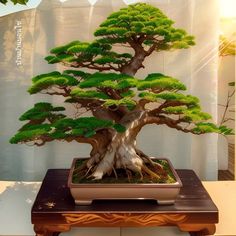 a bonsai tree is displayed on a table