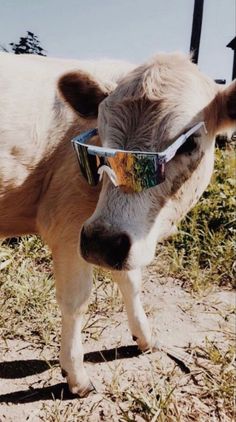 a cow with sunglasses on its face standing in the dirt near some grass and bushes