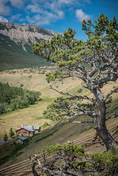 a lone pine tree on the side of a mountain with a cabin in the background