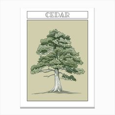 a drawing of a tree with the words cedar on it's front and side