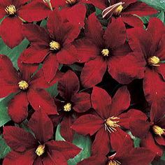 red poinsettia flowers with green leaves in the foreground and blue background