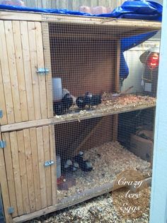 a large wooden cabinet filled with lots of birds in it's caged area