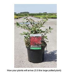 there is a potted plant with red flowers in it on the ground next to a road