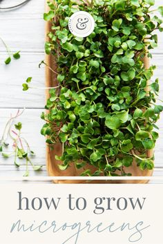 a wooden tray filled with green plants and text overlay reads how to grow microgreens