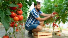 a man kneeling down in the middle of tomatoes growing on trees with one hand reaching out to pick them