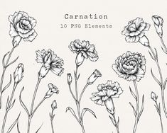 flowers drawn in ink with the words, carnation 10 png elements on it