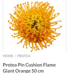 an orange and yellow flower with the words protea pin cushion flame giant orange 50cm