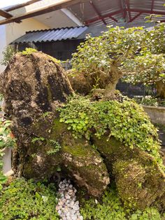 a rock covered in moss next to a small tree and shrubbery on the side of a building