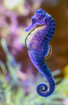 a purple and blue sea horse is in the water