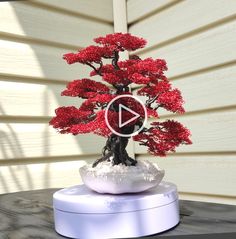 a bonsai tree with red flowers is displayed on a white stand in front of a house