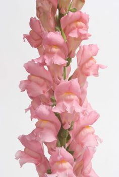 pink flowers in a vase on a white background