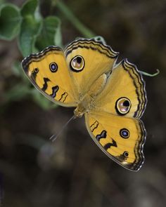 a yellow butterfly sitting on top of a green leaf covered plant with eyes drawn on it's wings