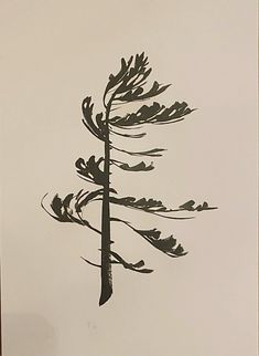 a black and white photo of a pine tree