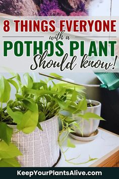 potted plants with text overlay that reads 8 things everyone with a pothos plant should know